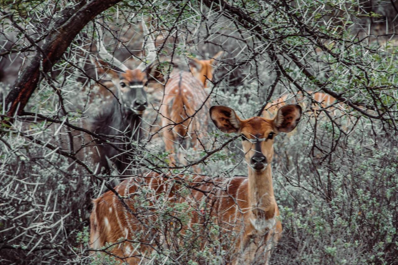 Wildehondekloof Game Lodge Matjiesrivier  Kültér fotó