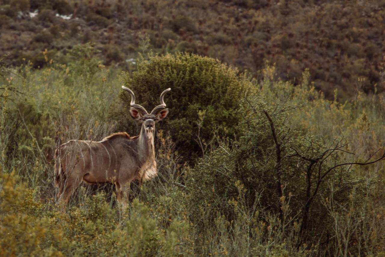 Wildehondekloof Game Lodge Matjiesrivier  Kültér fotó