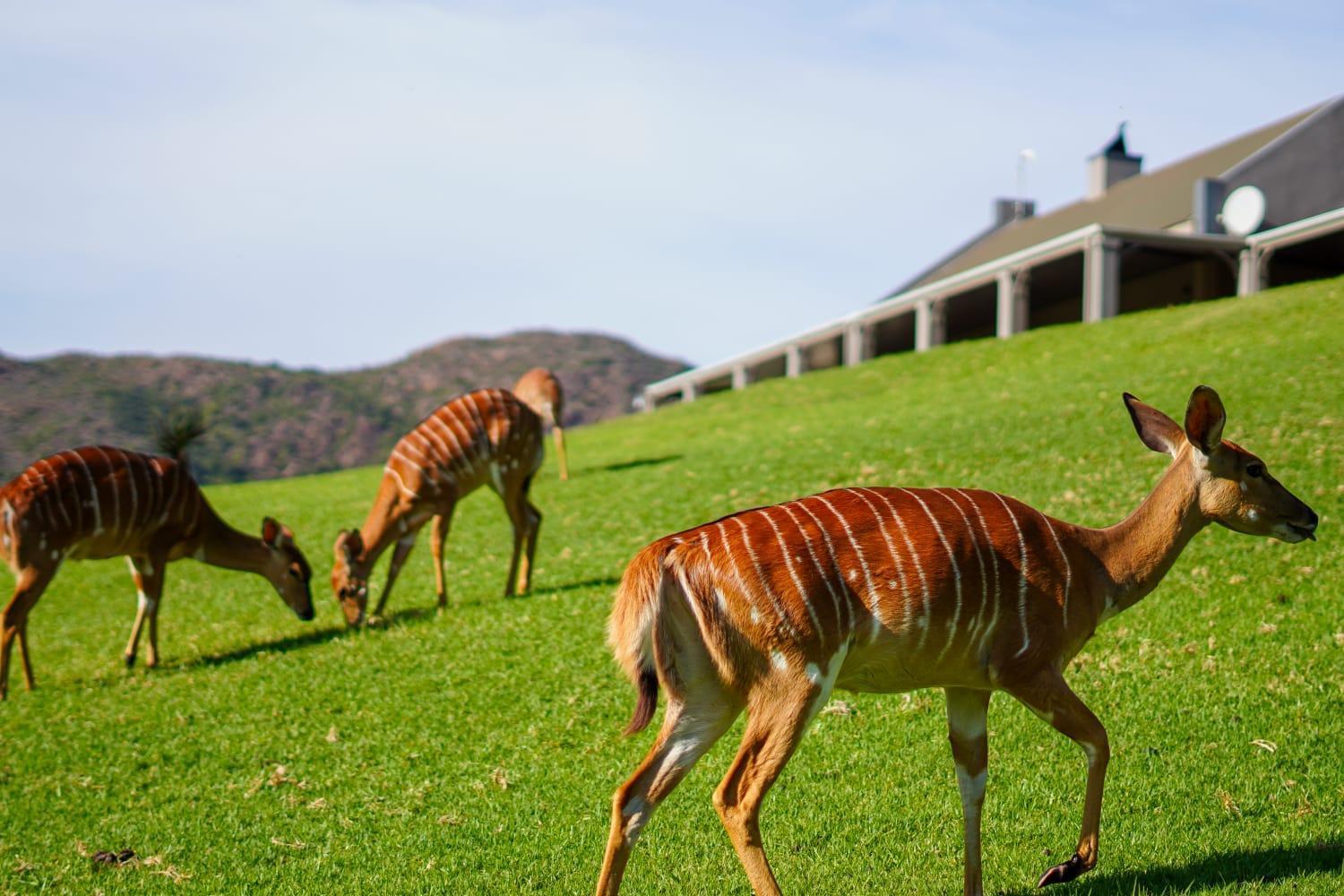 Wildehondekloof Game Lodge Matjiesrivier  Kültér fotó