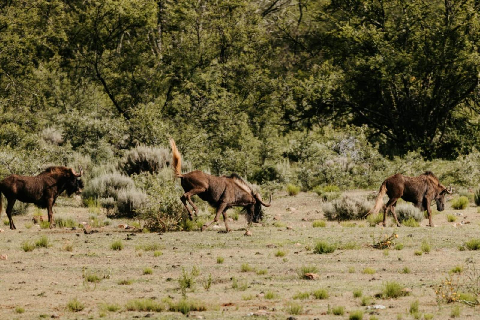 Wildehondekloof Game Lodge Matjiesrivier  Kültér fotó
