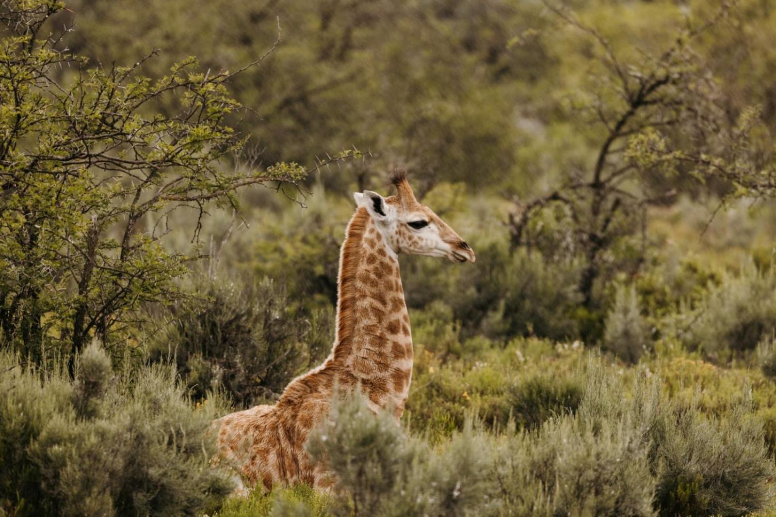 Wildehondekloof Game Lodge Matjiesrivier  Kültér fotó