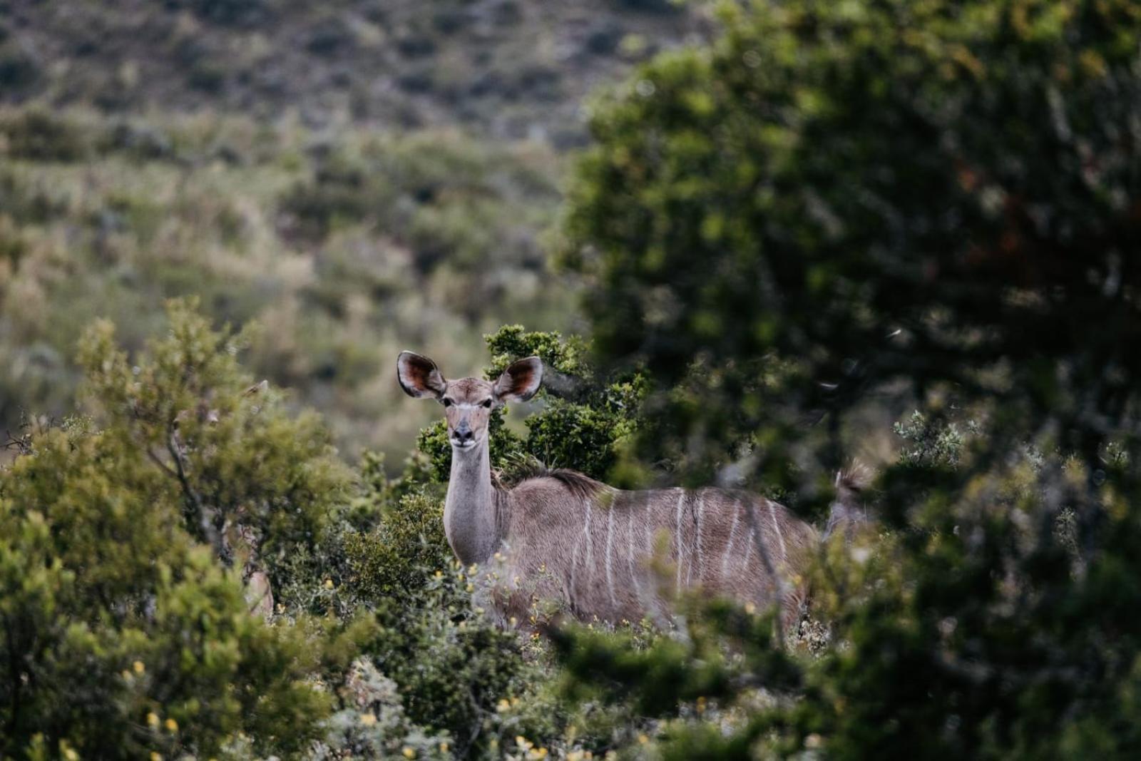 Wildehondekloof Game Lodge Matjiesrivier  Kültér fotó