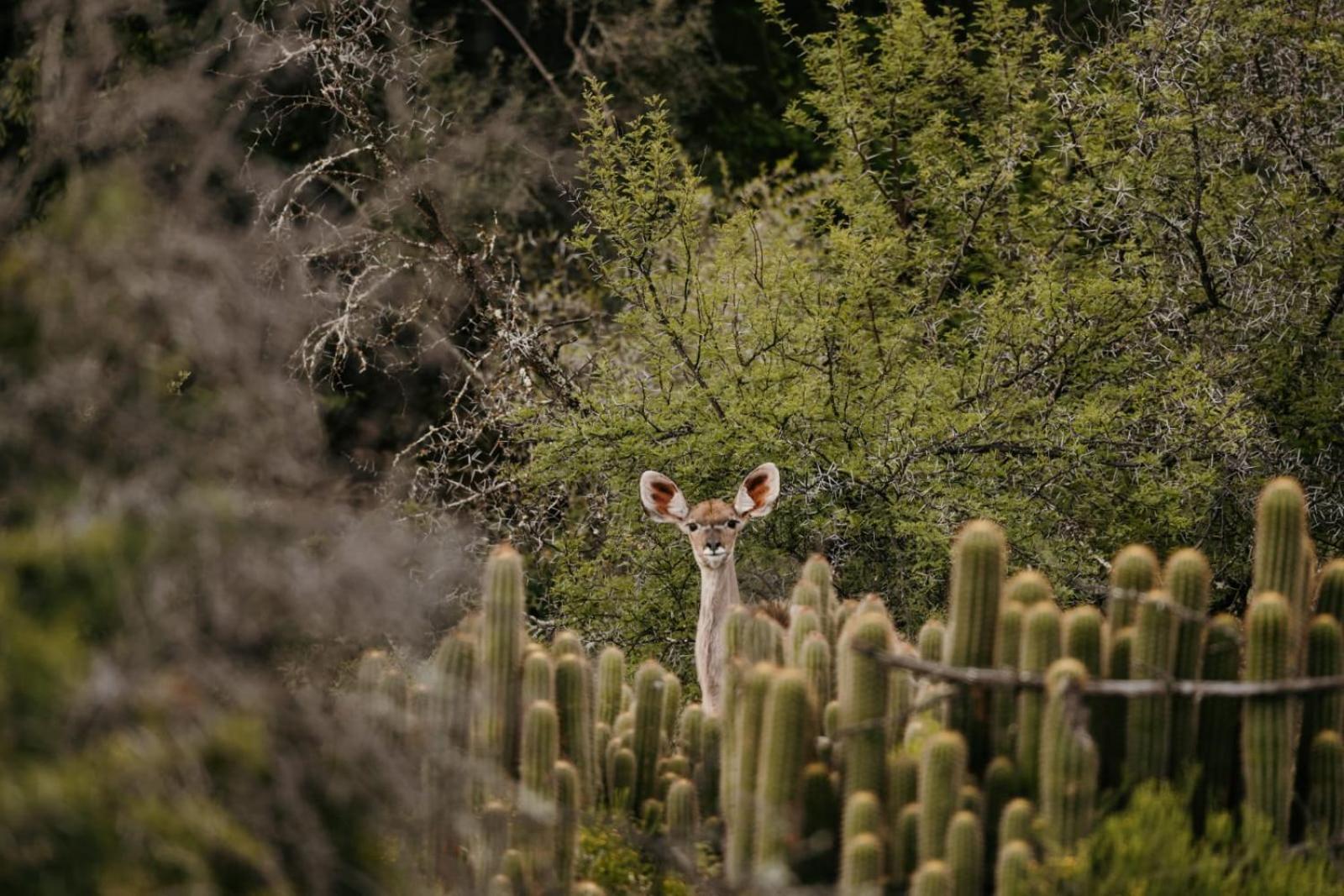 Wildehondekloof Game Lodge Matjiesrivier  Kültér fotó