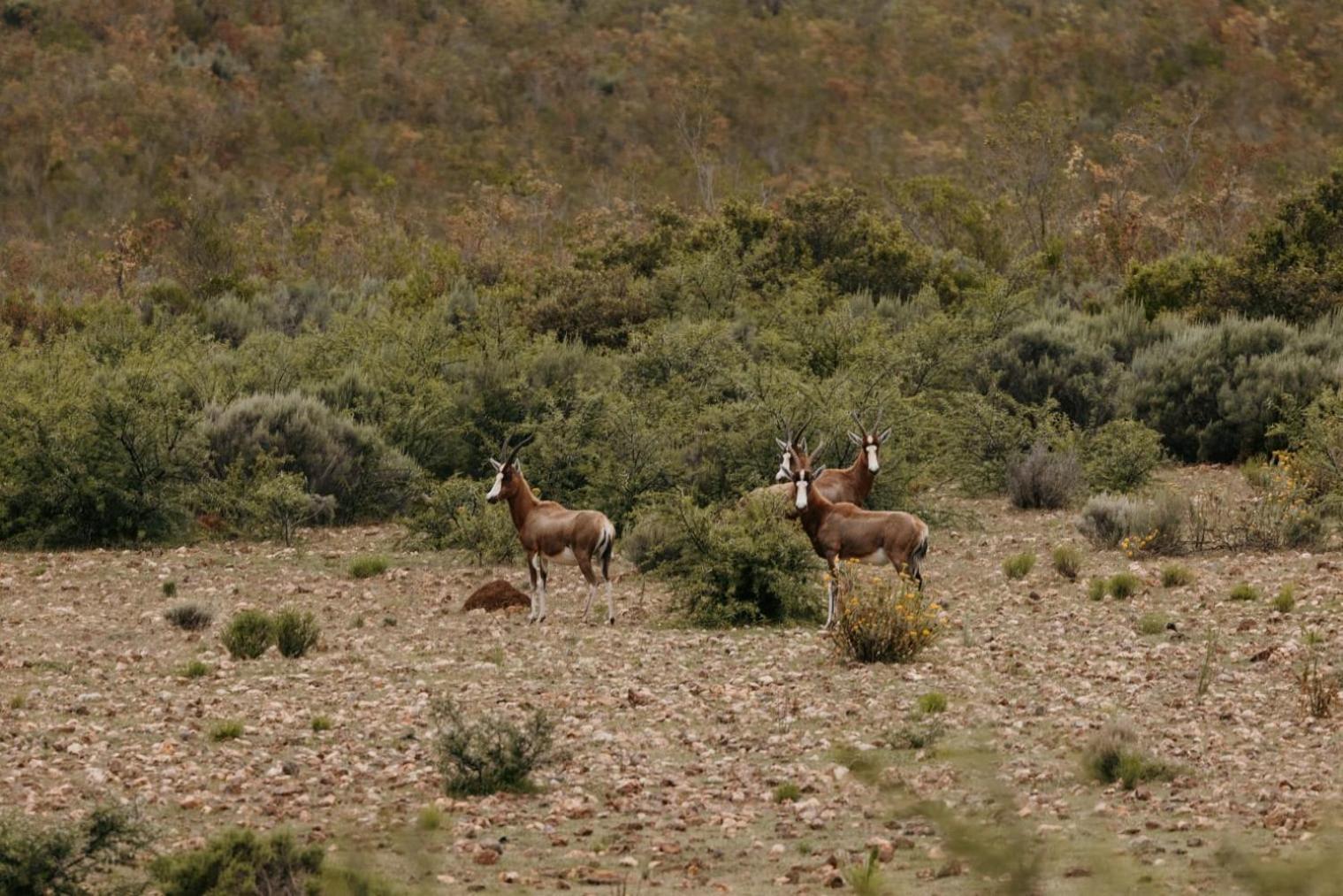 Wildehondekloof Game Lodge Matjiesrivier  Kültér fotó