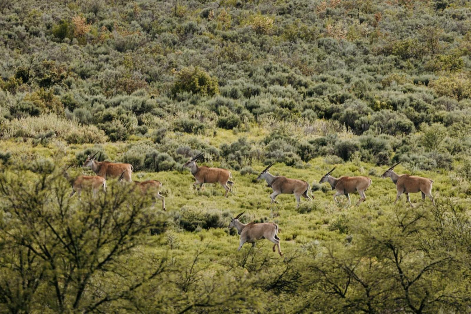 Wildehondekloof Game Lodge Matjiesrivier  Kültér fotó