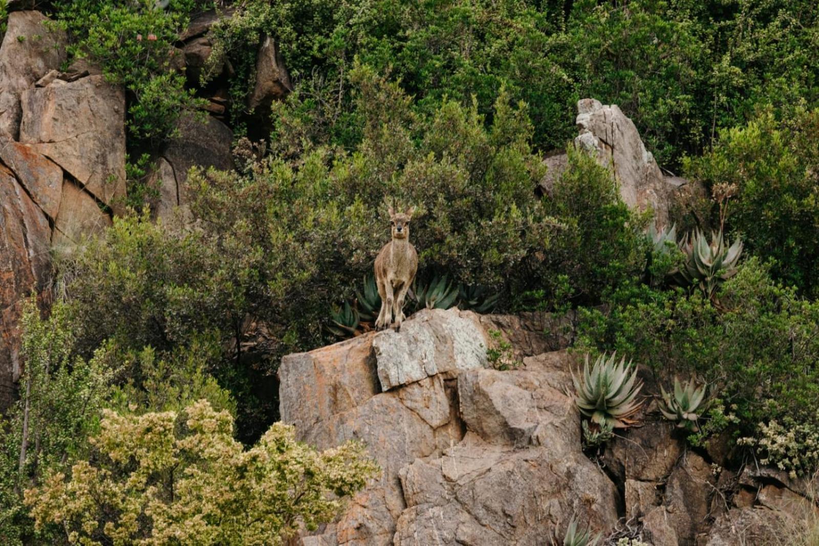 Wildehondekloof Game Lodge Matjiesrivier  Kültér fotó