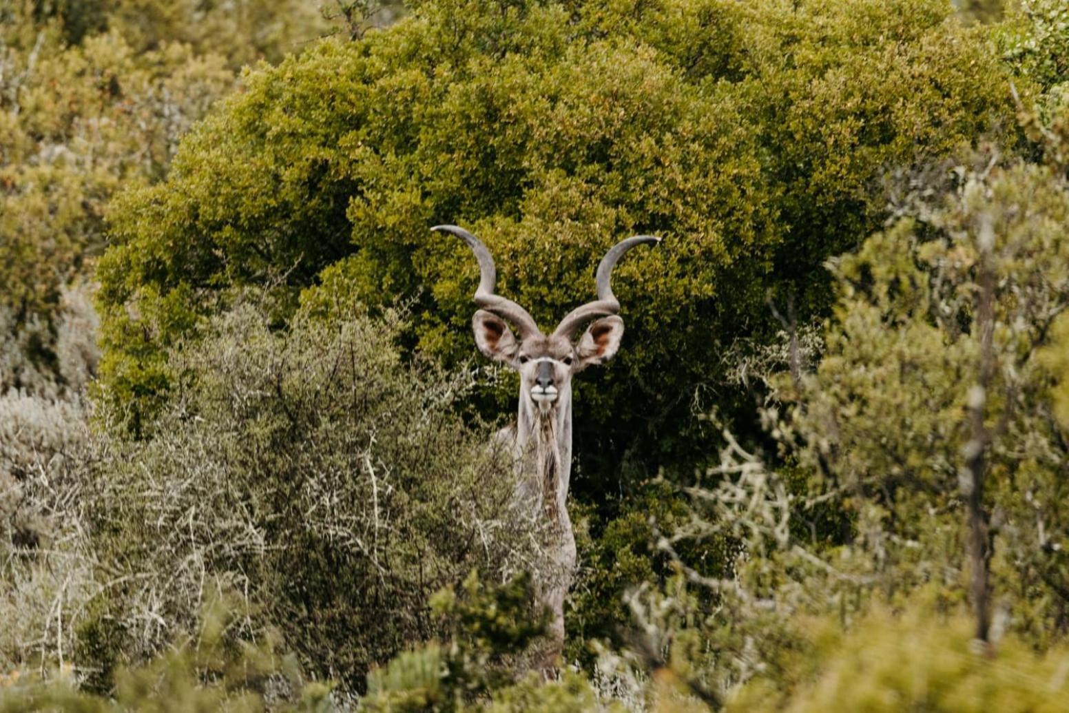 Wildehondekloof Game Lodge Matjiesrivier  Kültér fotó