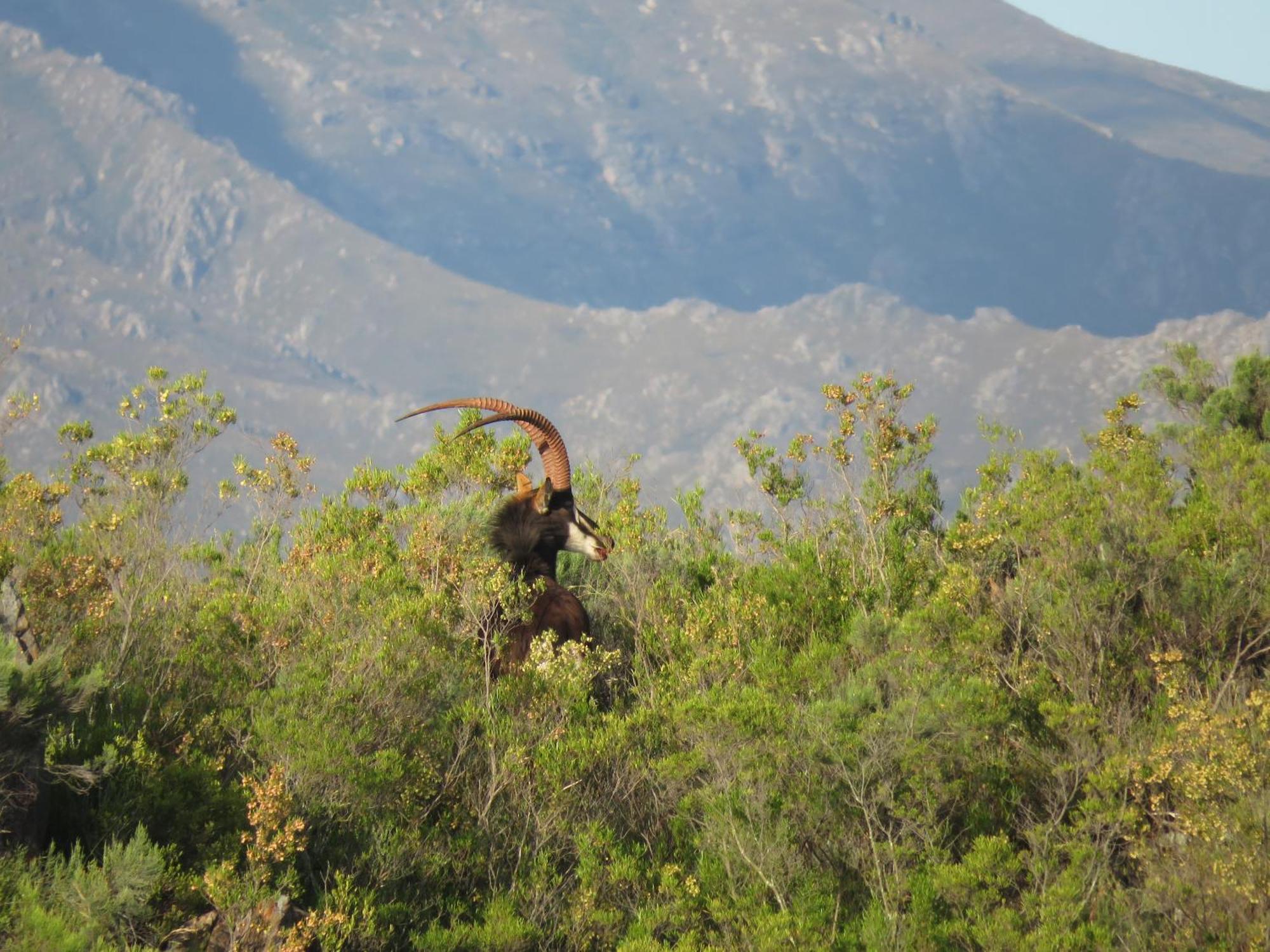 Wildehondekloof Game Lodge Matjiesrivier  Kültér fotó