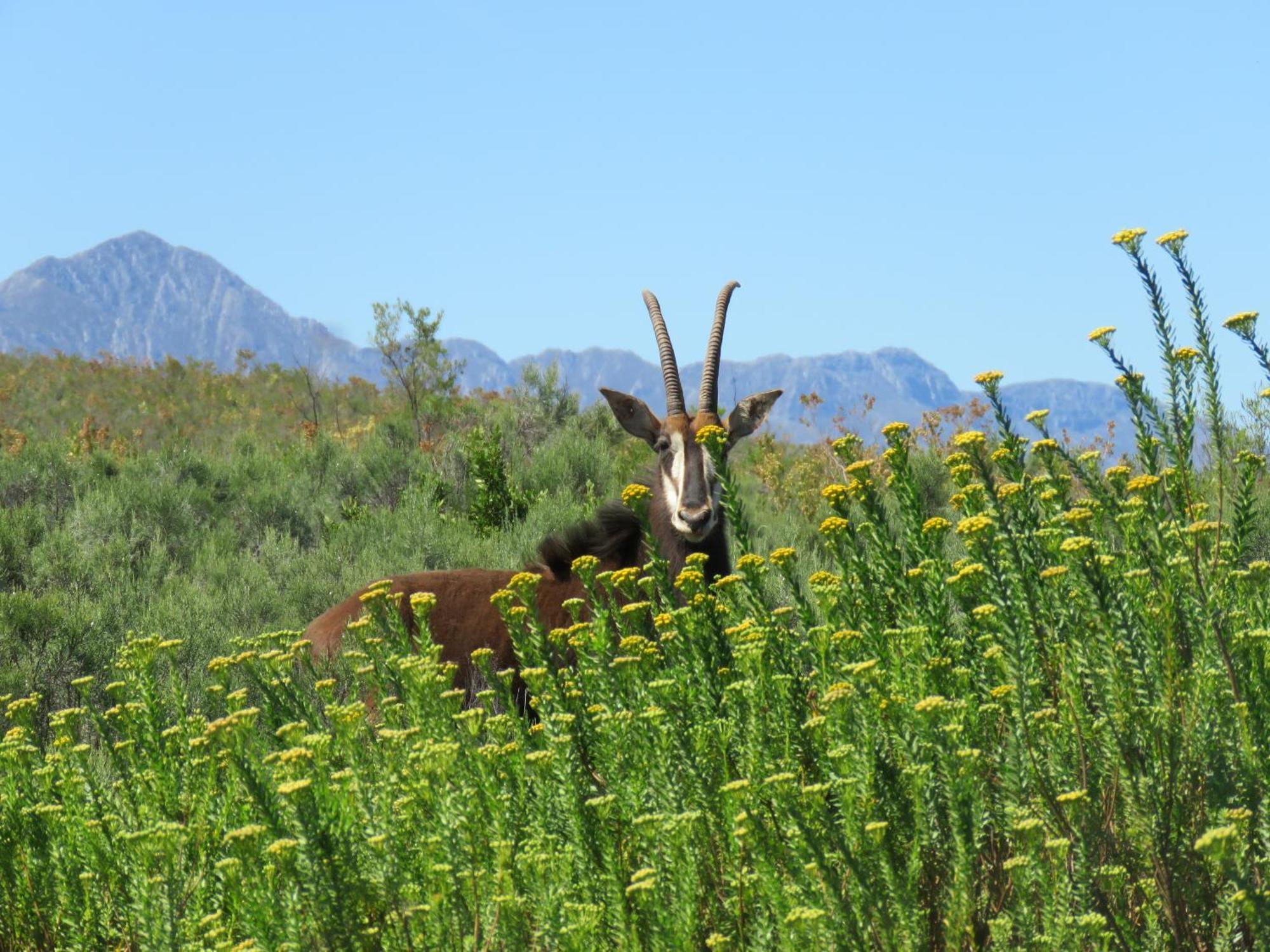 Wildehondekloof Game Lodge Matjiesrivier  Kültér fotó