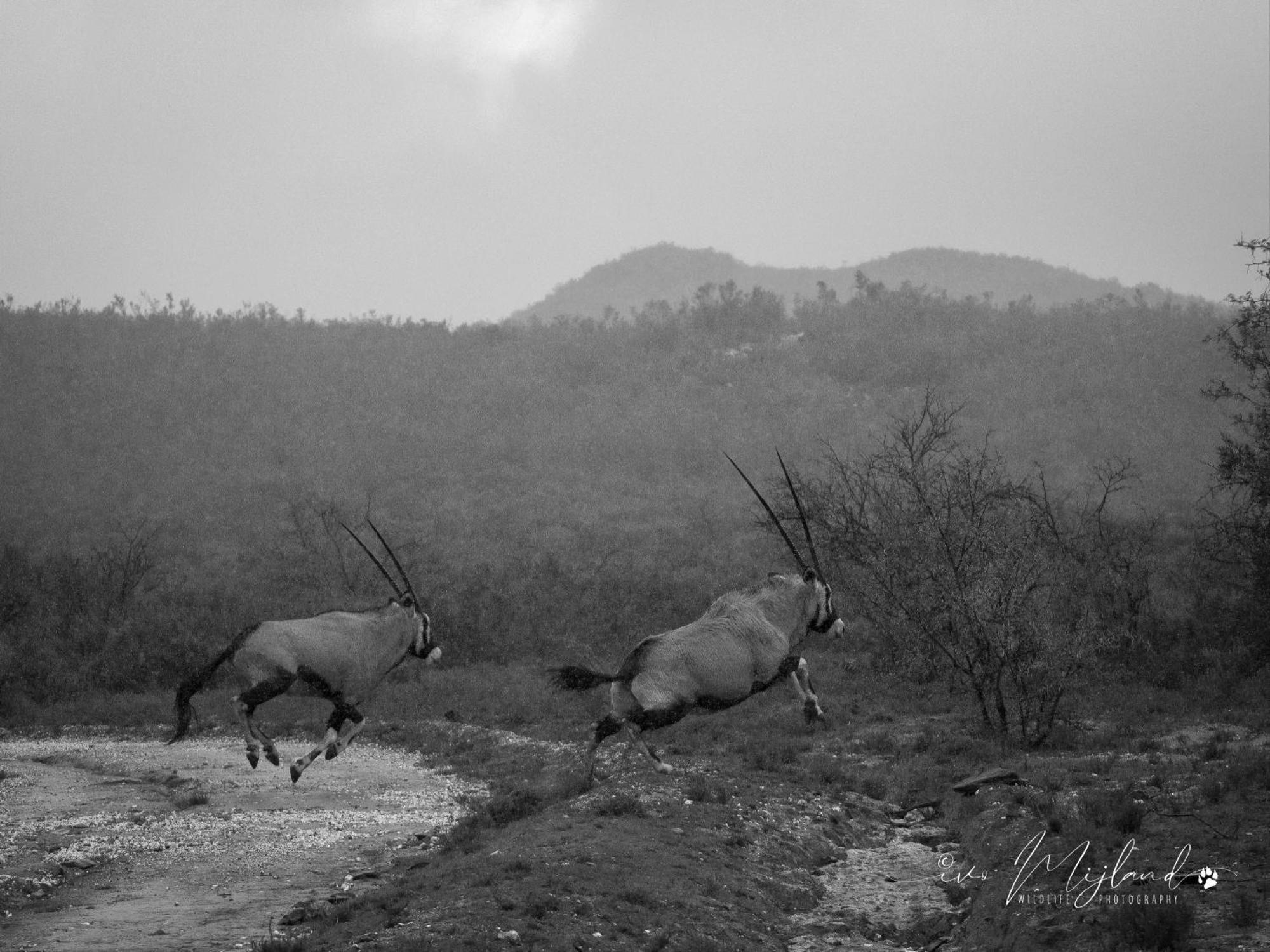 Wildehondekloof Game Lodge Matjiesrivier  Kültér fotó