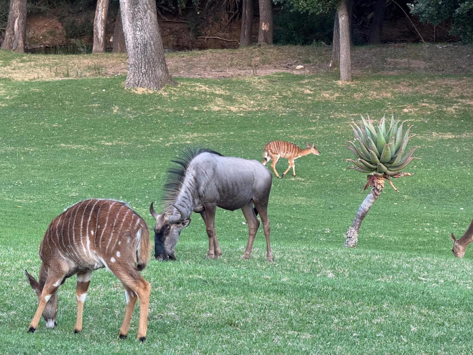 Wildehondekloof Game Lodge Matjiesrivier  Kültér fotó