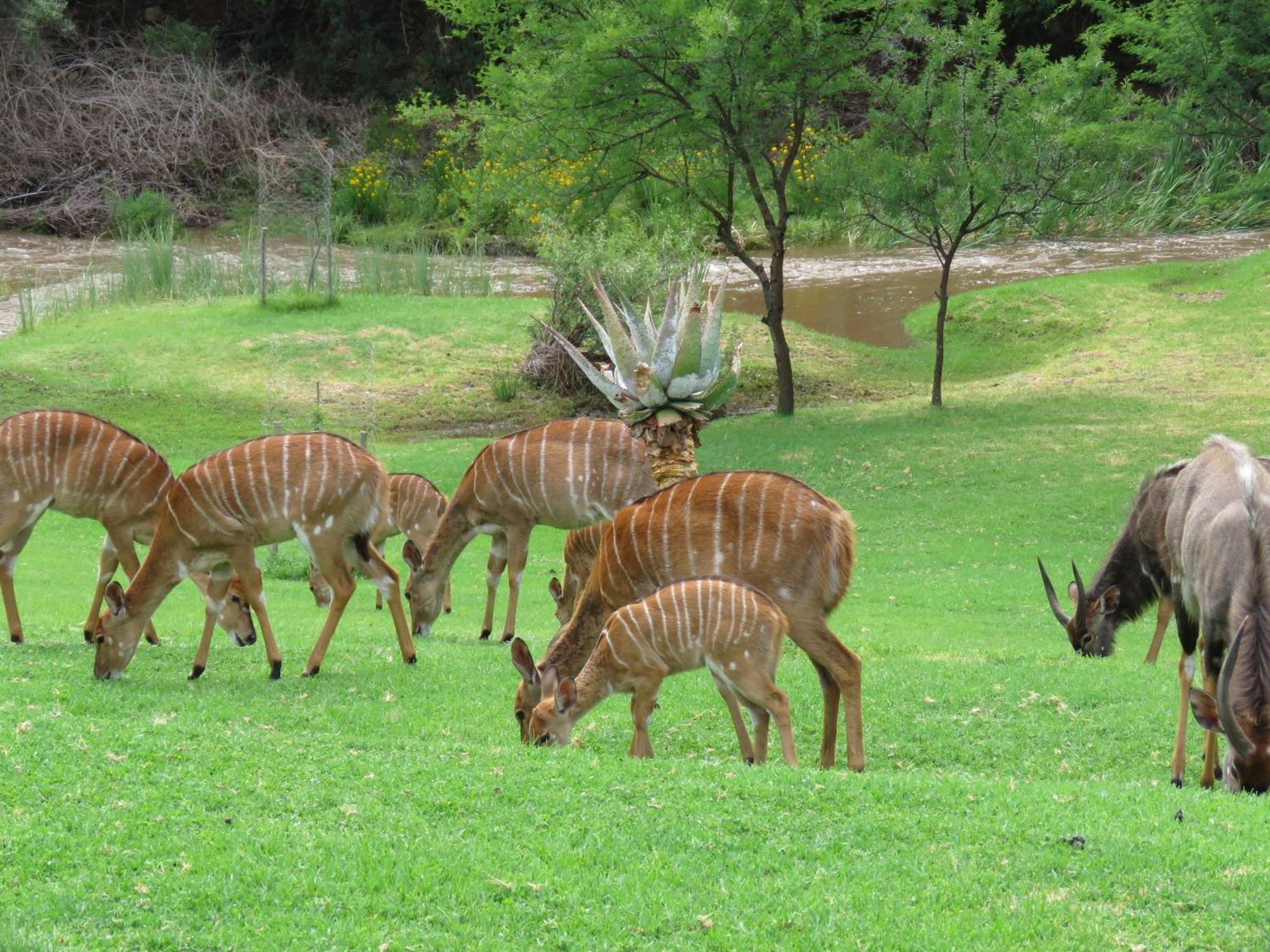 Wildehondekloof Game Lodge Matjiesrivier  Kültér fotó